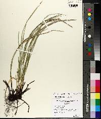 Carex superata image