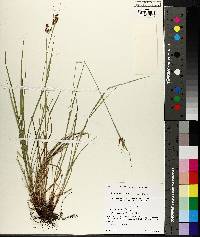 Carex caroliniana image