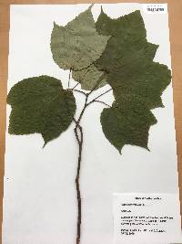 Acer pensylvanicum image