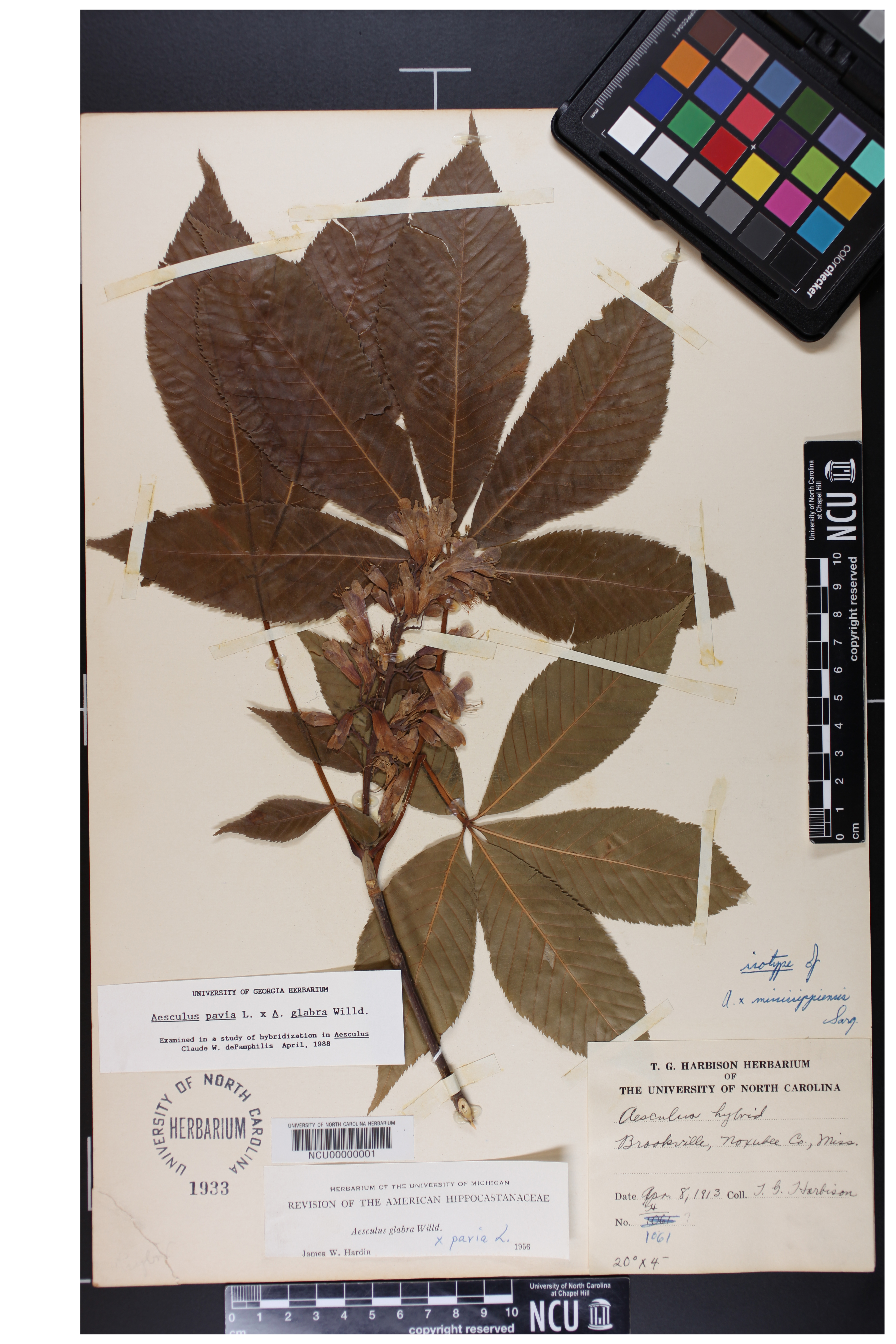 Aesculus x mississippiensis image