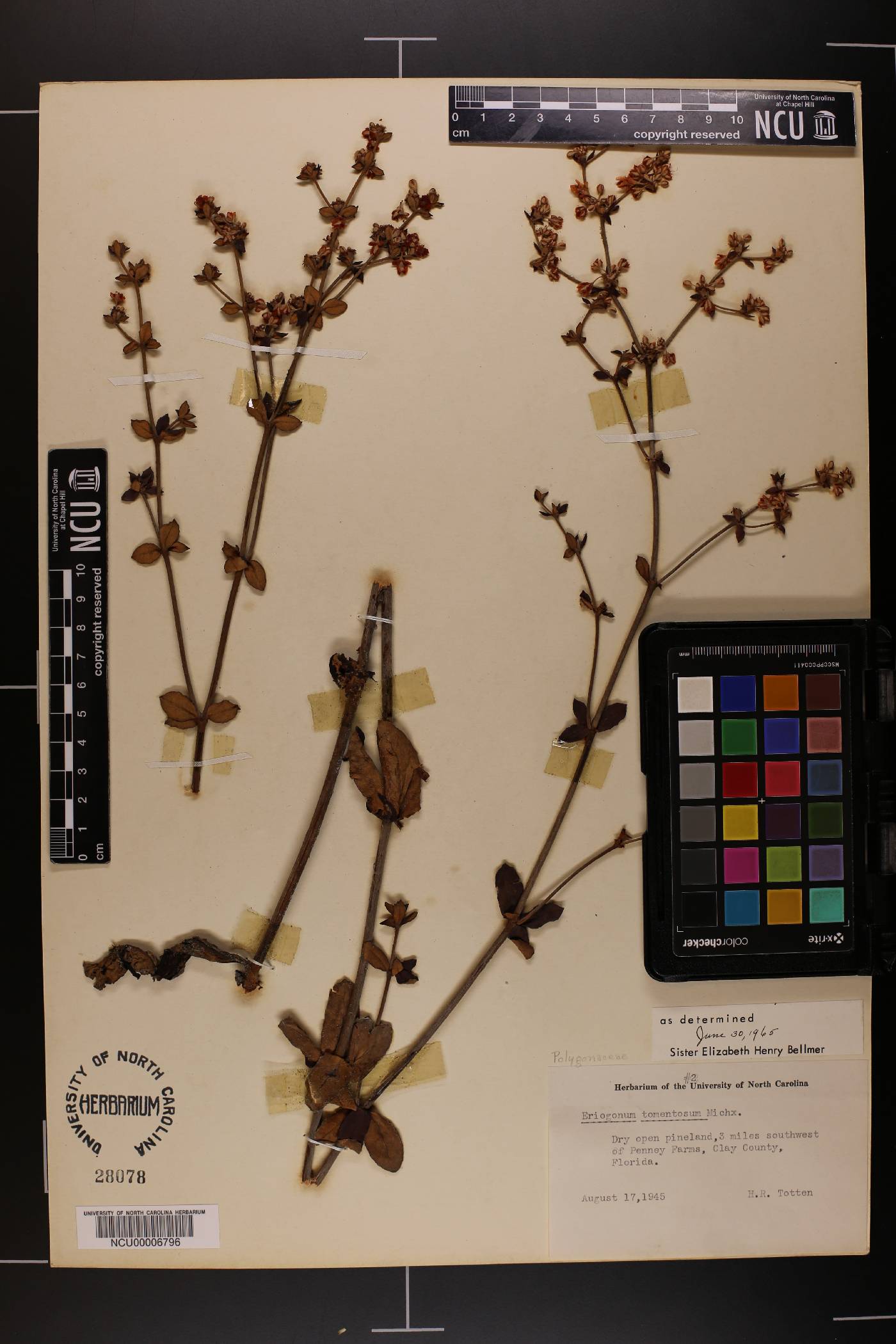 Eriogonum tomentosum image
