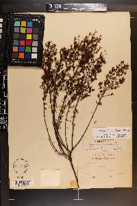 Hypericum brachyphyllum image
