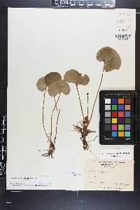 Parnassia asarifolia image