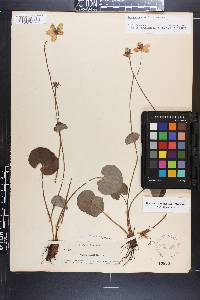 Parnassia asarifolia image