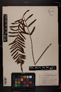 Blechnum serrulatum image