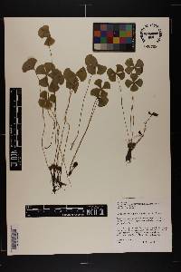 Marsilea macropoda image