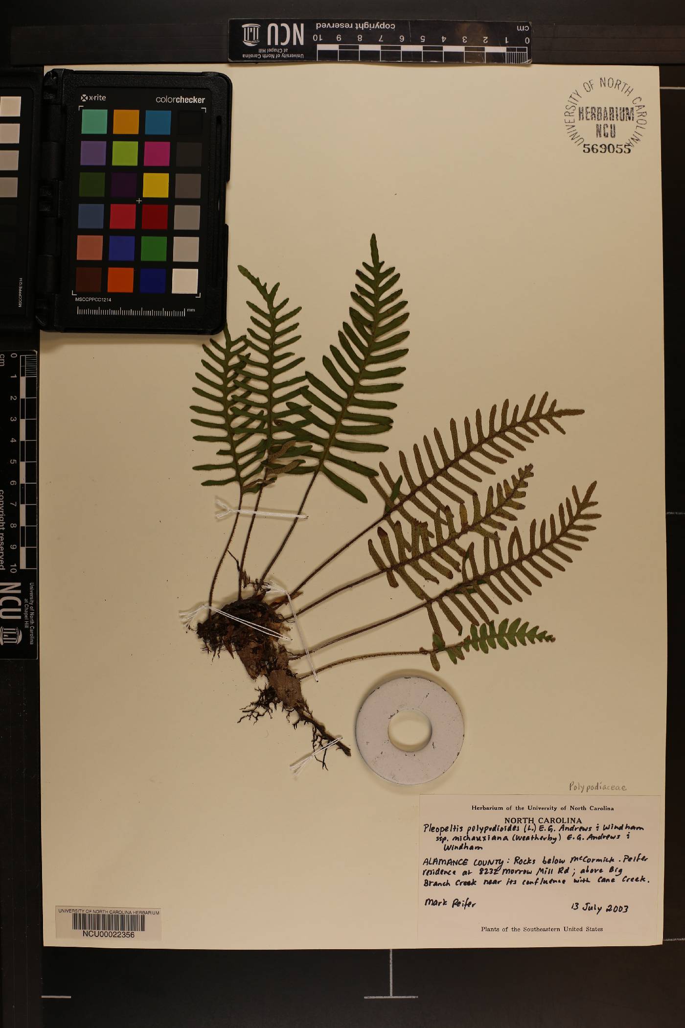 Pleopeltis polypodioides subsp. michauxiana image