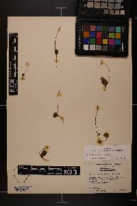 Ophioglossum crotalophoroides image