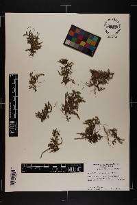 Selaginella rupestris image