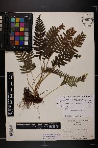 Polypodium appalachianum image