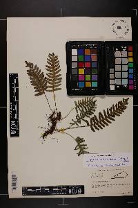 Polypodium appalachianum image