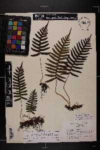 Polypodium appalachianum image