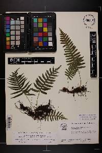 Polypodium appalachianum image