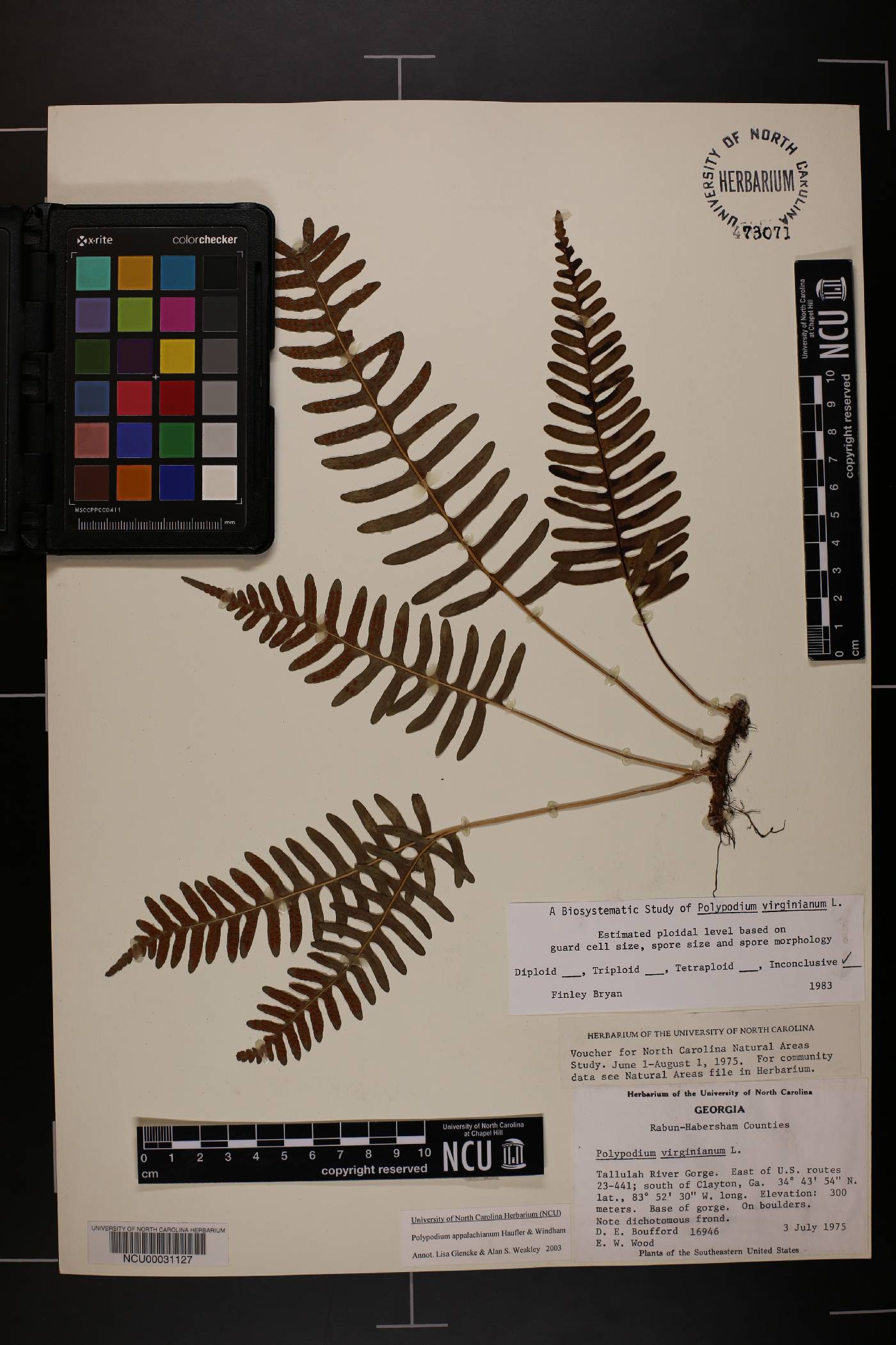 Polypodium appalachianum image