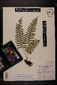 Polypodium appalachianum image