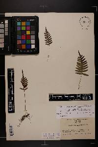 Polypodium appalachianum image