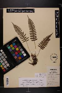 Polypodium appalachianum image