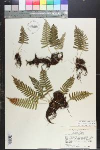 Polypodium appalachianum image