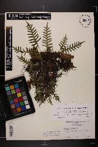 Polypodium appalachianum image