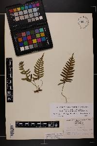 Polypodium appalachianum image