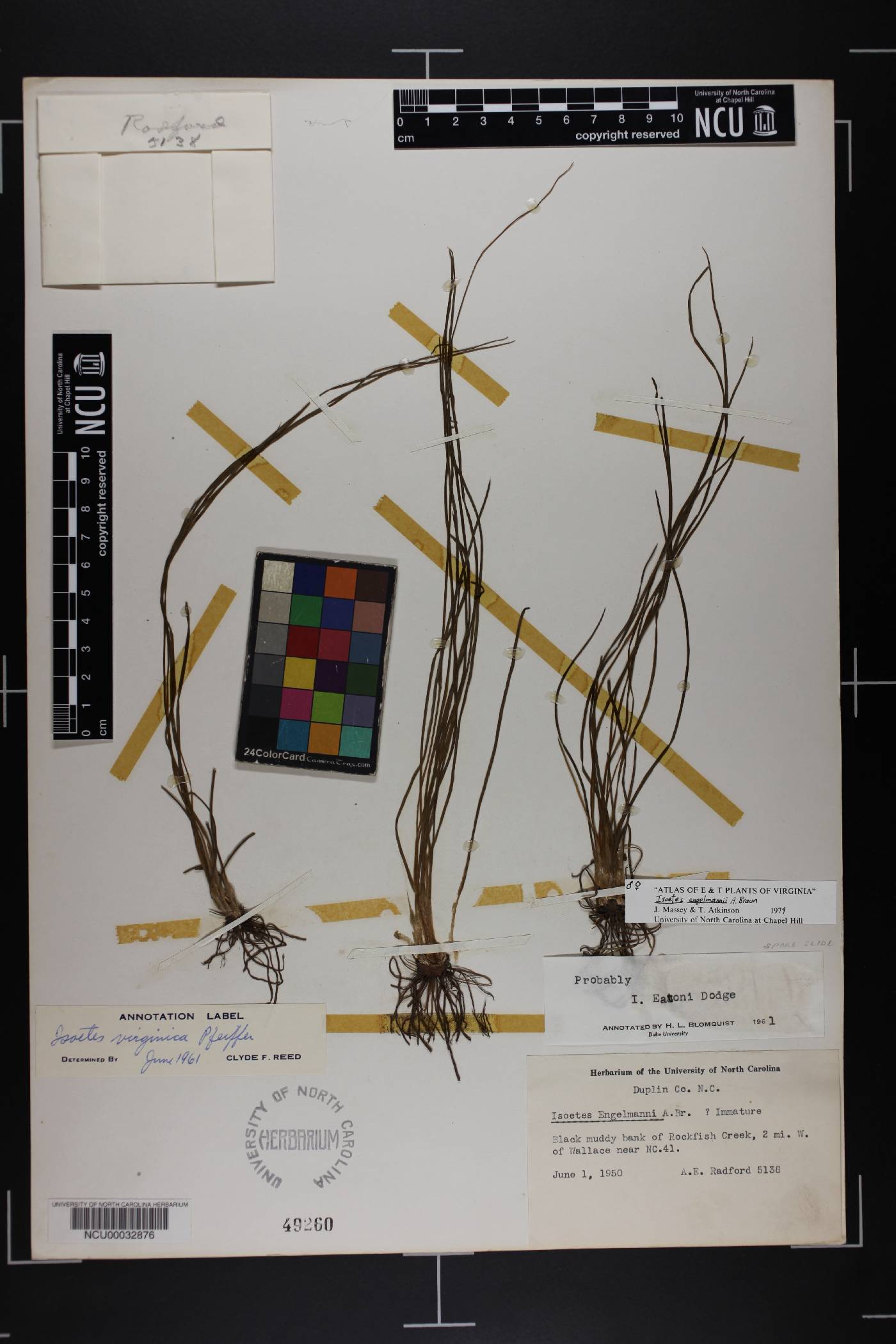 Isoëtes engelmannii image