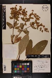 Eriogonum allenii image