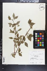 Philadelphus inodorus image