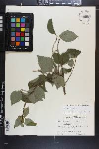 Philadelphus hirsutus image