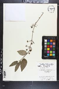 Philadelphus hirsutus image