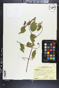 Philadelphus inodorus image