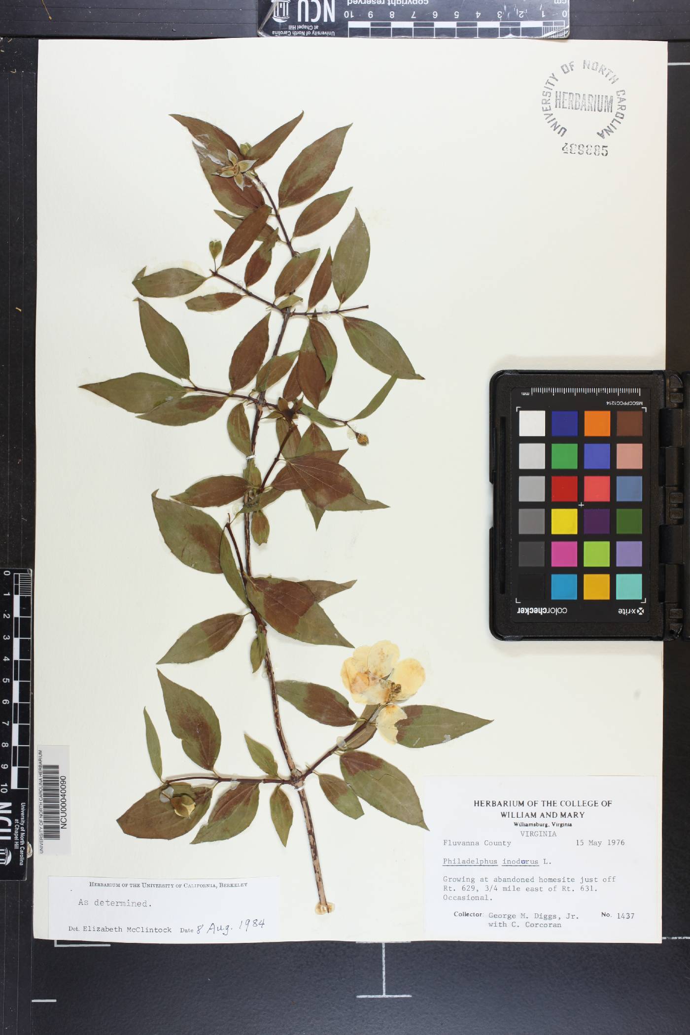 Philadelphus inodorus image