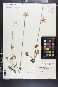 Parnassia caroliniana image