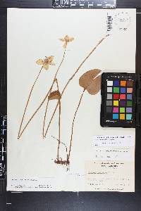 Parnassia caroliniana image