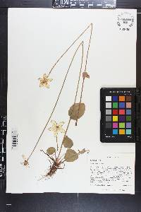 Parnassia grandifolia image