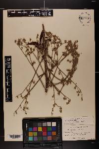 Eriogonum longifolium var. harperi image