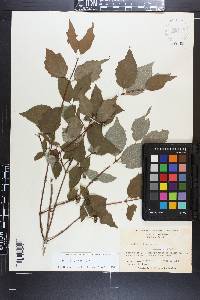 Philadelphus hirsutus image