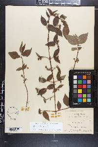 Philadelphus hirsutus image