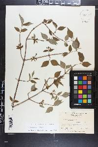 Philadelphus hirsutus image