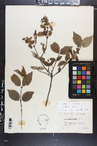 Philadelphus hirsutus image