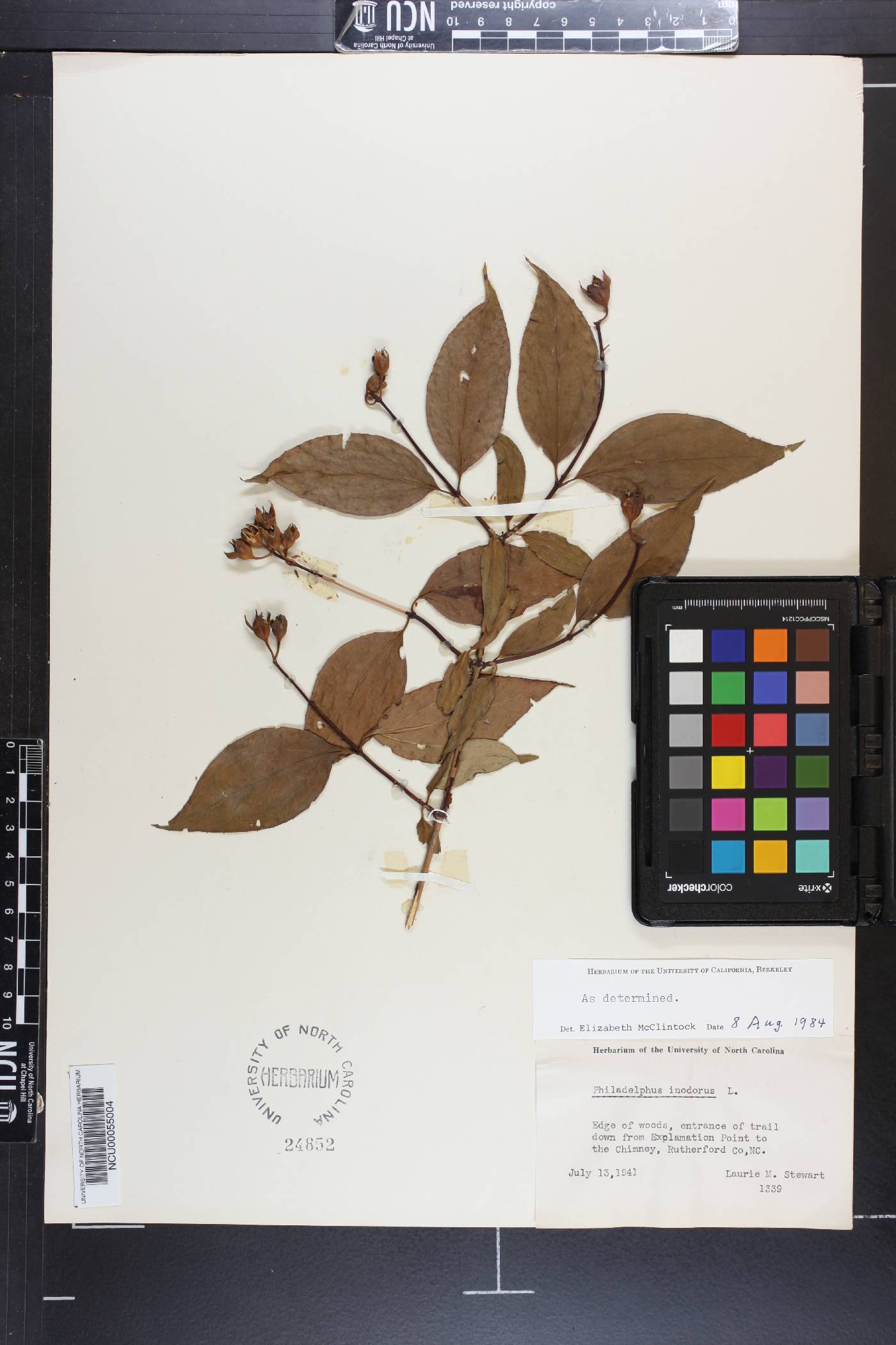 Philadelphus inodorus image