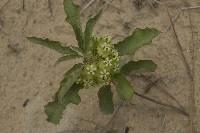 Asclepias tomentosa image