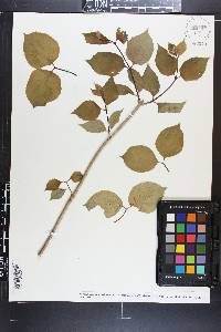 Philadelphus pubescens image