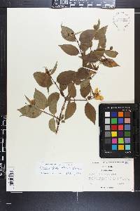 Philadelphus intectus image