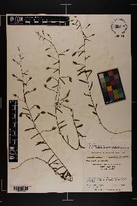 Stylisma patens subsp. angustifolia image