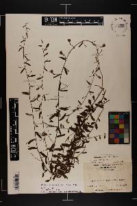 Stylisma patens subsp. patens image