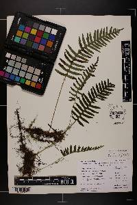 Polypodium appalachianum image