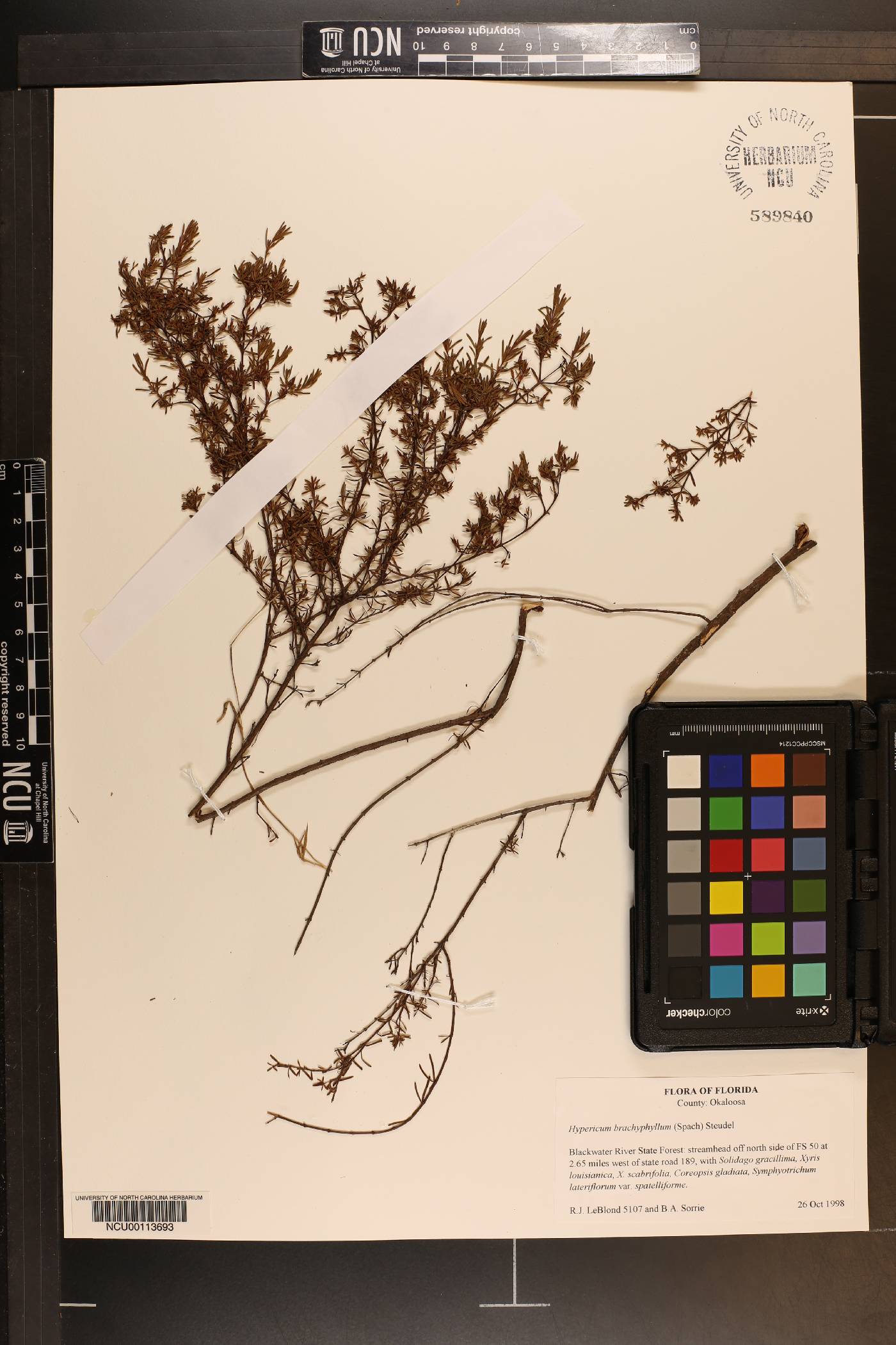 Hypericum brachyphyllum image