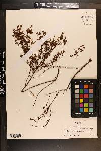 Hypericum brachyphyllum image