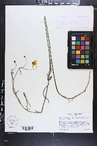 Coreopsis aristulata image