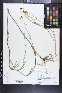 Coreopsis aristulata image
